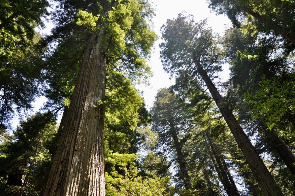 Redwoods trees at near Californa's Redwoods and Beaches