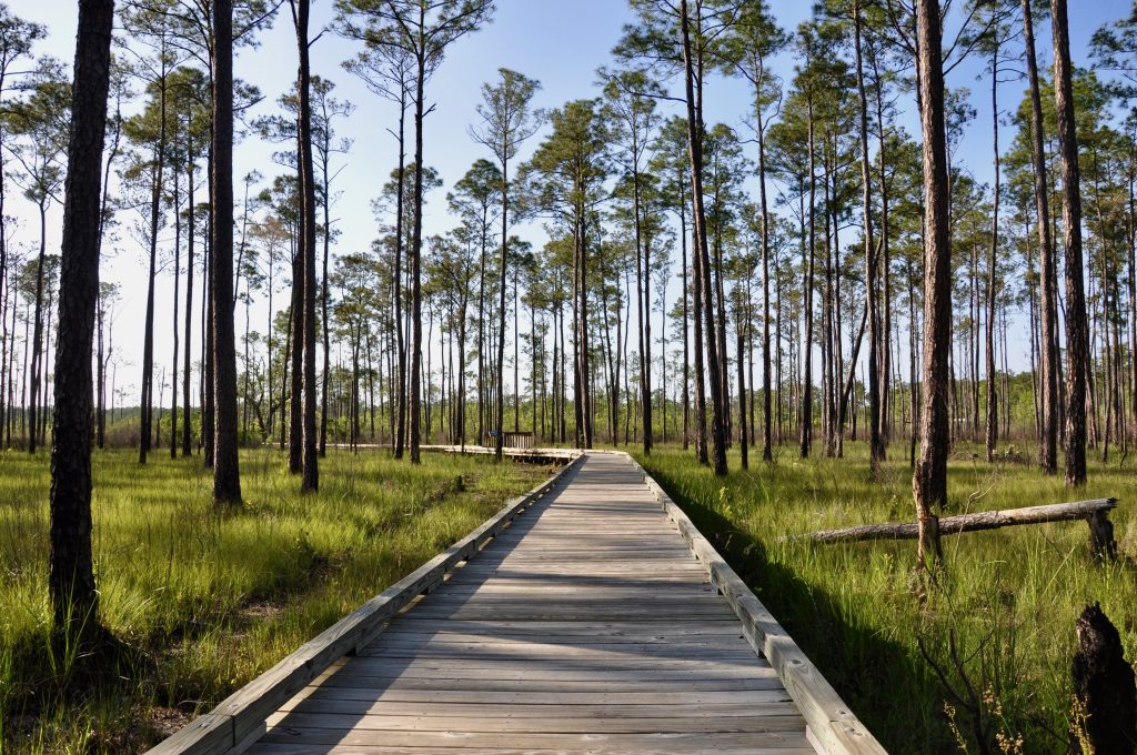 Hikes in Louisiana - Boardwalk through Big Branch